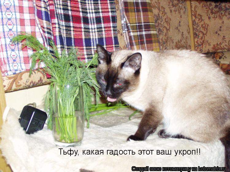 Котоматрица: Тьфу, какая гадость этот ваш укроп!!