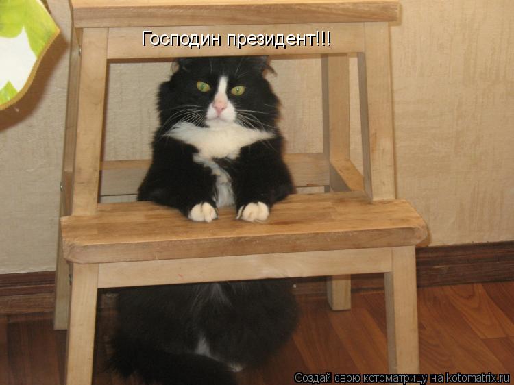 Котоматрица: Господин президент!!!
