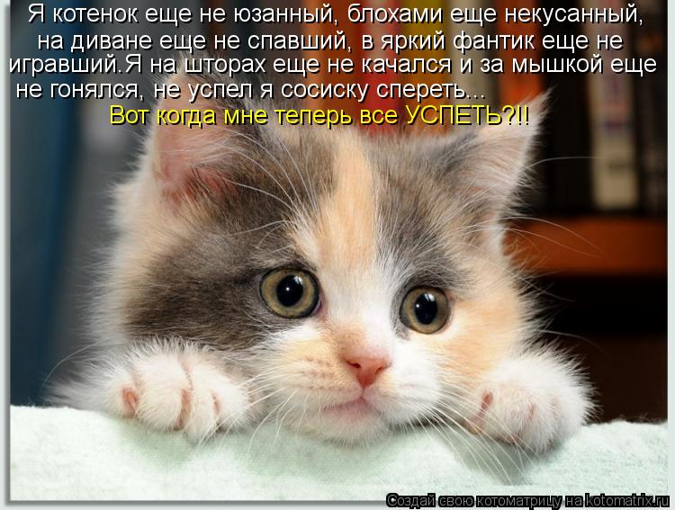 Я котенок еще не юзанный, блохами еще некусанный, на диване еще не спавший, в яркий фантик еще не игр... Котоматрица: Я котенок еще не юзанный, блохами еще некусанный, на диване еще не спавший, в яркий фантик еще не игравший.Я на шторах еще не качался и за мыш
