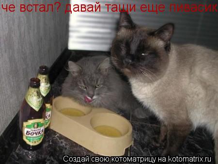 Котоматрица: че встал? давай тащи еще пивасика