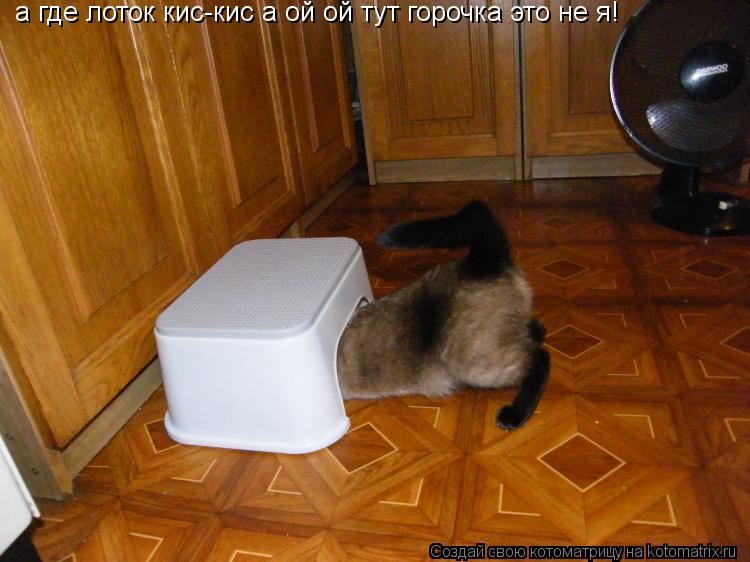 Котоматрица: а где лоток кис-кис а ой ой тут горочка это не я!