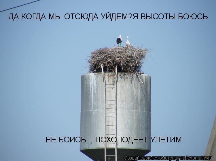 Котоматрица: ДА КОГДА МЫ ОТСЮДА УЙДЕМ?Я ВЫСОТЫ БОЮСЬ НЕ БОИСЬ  , ПОХОЛОДЕЕТ УЛЕТИМ