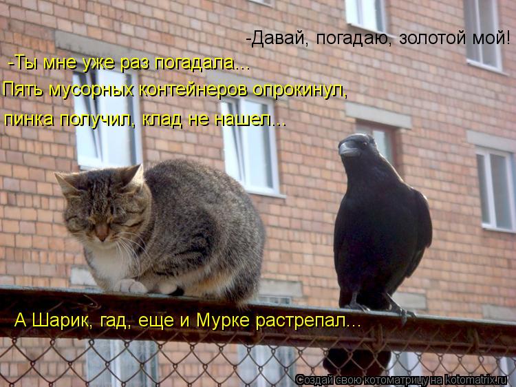 -Давай, погадаю, золотой мой! -Ты мне уже раз погадала... Пять мусорных контейнеров опрокинул, пинка... Котоматрица: -Давай, погадаю, золотой мой! -Ты мне уже раз погадала... Пять мусорных контейнеров опрокинул, пинка получил, клад не нашел... А Шарик, гад, еще
