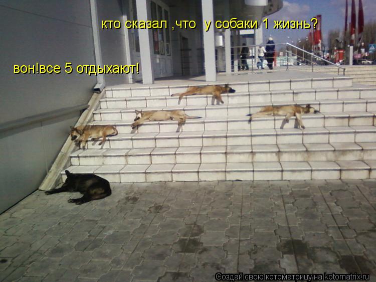 кто сказал ,что у собаки 1 жизнь? вон!все 5 отдыхают!... Котоматрица: кто сказал ,что у собаки 1 жизнь? вон!все 5 отдыхают!