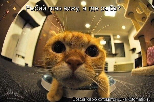 Рыбий глаз вижу, а где рыба?... Котоматрица: Рыбий глаз вижу, а где рыба?