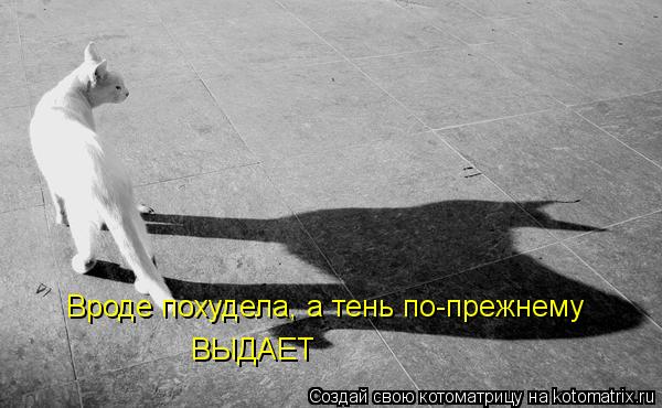 Вроде похудела, а тень по-прежнему ВЫДАЕТ... Котоматрица: Вроде похудела, а тень по-прежнему ВЫДАЕТ