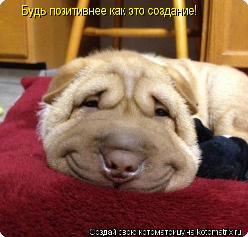 Будь позитивнее как это создание!... Котоматрица: Будь позитивнее как это создание!