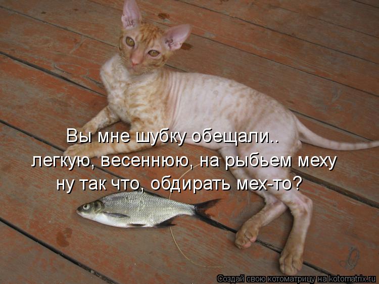 Вы мне шубку обещали.. легкую, весеннюю, на рыбьем меху ну так что, обдирать мех-то?... Котоматрица: Вы мне шубку обещали.. легкую, весеннюю, на рыбьем меху ну так что, обдирать мех-то?