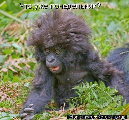 Что,уже понедельник?... Котоматрица: Что,уже понедельник?