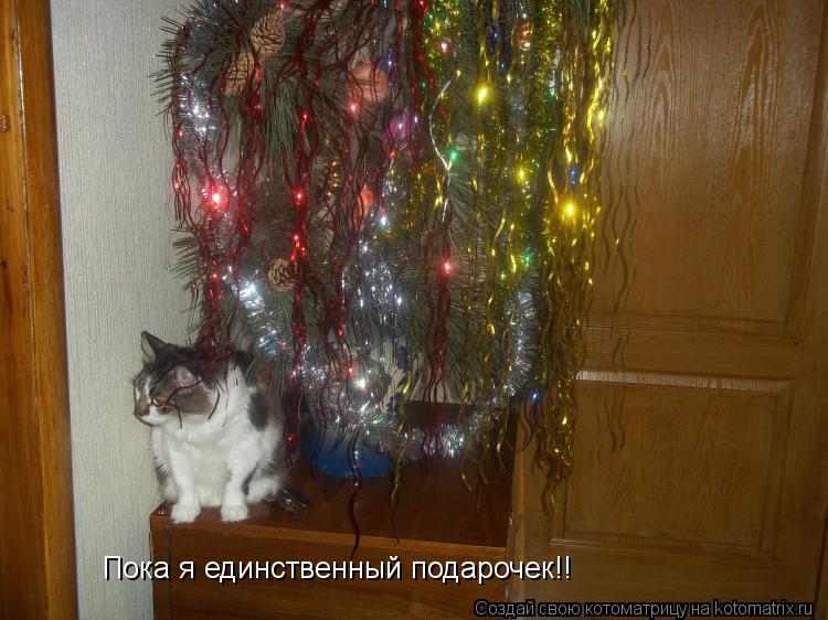 Пока я единственный подарочек!!... Котоматрица: Пока я единственный подарочек!!