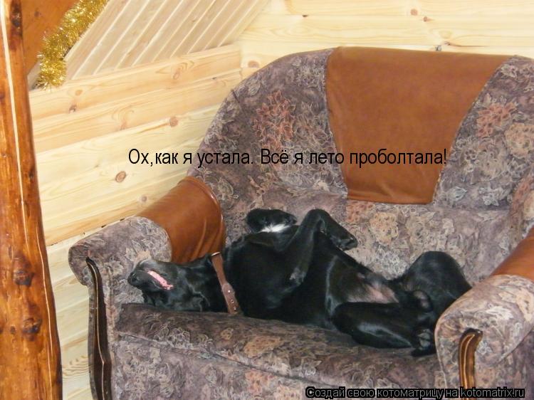 Ох,как я устала. Всё я лето проболтала!... Котоматрица: Ох,как я устала. Всё я лето проболтала!