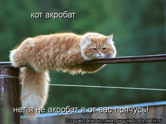 кот акробат нет я не акробат я от вас прячусь!... Котоматрица: кот акробат нет я не акробат я от вас прячусь!