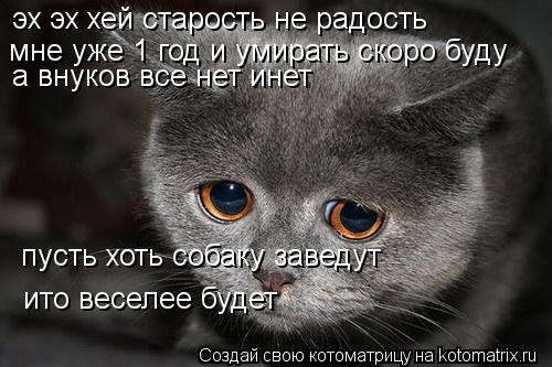 эх эх хей старость не радость мне уже 1 год и умирать скоро буду а внуков все нет инет пусть хоть со... Котоматрица: эх эх хей старость не радость мне уже 1 год и умирать скоро буду а внуков все нет инет пусть хоть собаку заведут ито веселее будет