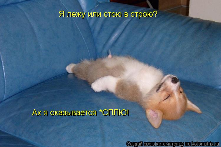 Я лежу или стою в строю? Ах я оказывается *СПЛЮ!... Котоматрица: Я лежу или стою в строю? Ах я оказывается *СПЛЮ!
