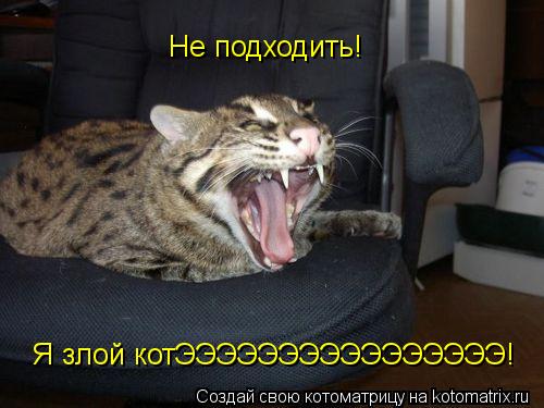 Не подходить! Я злой котЭЭЭЭЭЭЭЭЭЭЭЭЭЭЭЭ!... Котоматрица: Не подходить! Я злой котЭЭЭЭЭЭЭЭЭЭЭЭЭЭЭЭ!