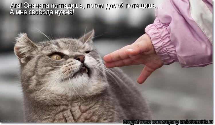 Ага! Сначала погладишь, потом домой потащишь... А мне свобода нужна!... Котоматрица: Ага! Сначала погладишь, потом домой потащишь... А мне свобода нужна!