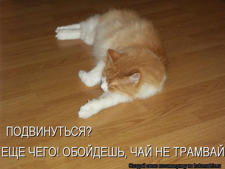 ПОДВИНУТЬСЯ? ЕЩЕ ЧЕГО! ОБОЙДЕШЬ, ЧАЙ НЕ ТРАМВАЙ!... Котоматрица: ПОДВИНУТЬСЯ? ЕЩЕ ЧЕГО! ОБОЙДЕШЬ, ЧАЙ НЕ ТРАМВАЙ!