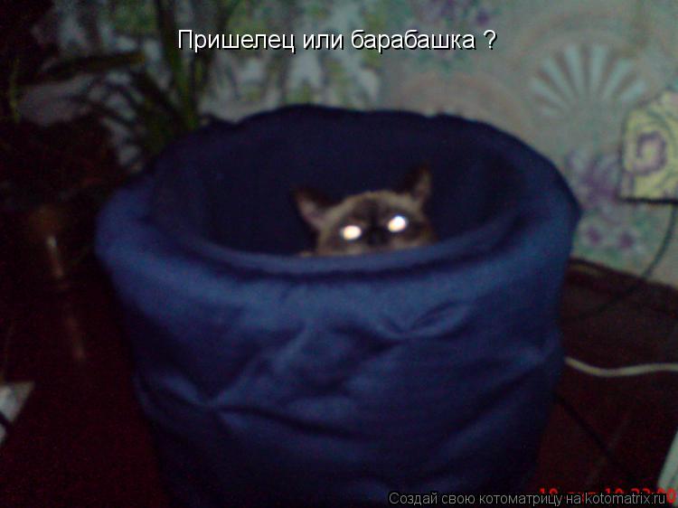 Пришелец или барабашка ?... Котоматрица: Пришелец или барабашка ?