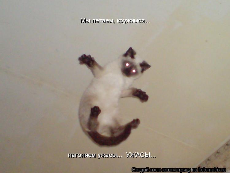 Мы летаем, кружимся... нагоняем ужасы... УЖАСЫ...... Котоматрица: Мы летаем, кружимся... нагоняем ужасы... УЖАСЫ...