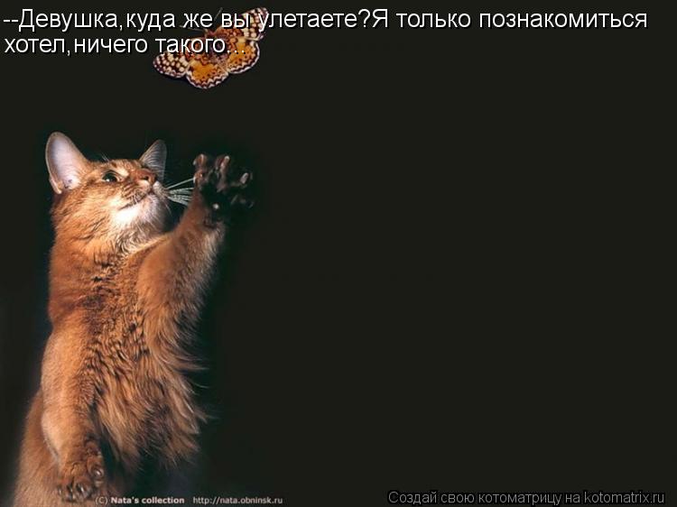 Котоматрица: --Девушка,куда же вы улетаете?Я только познакомиться хотел,ничего такого...