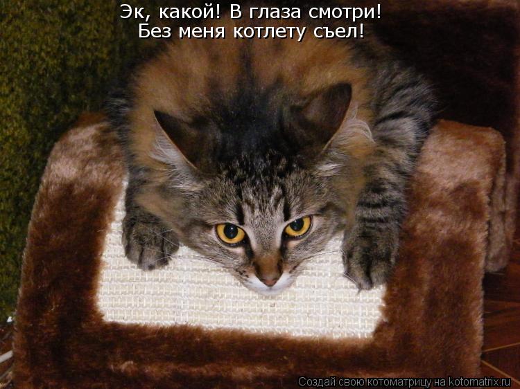 Котоматрица: Эк, какой! В глаза смотри! Без меня котлету съел!