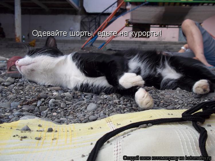 Котоматрица: Одевайте шорты, едьте на курорты!