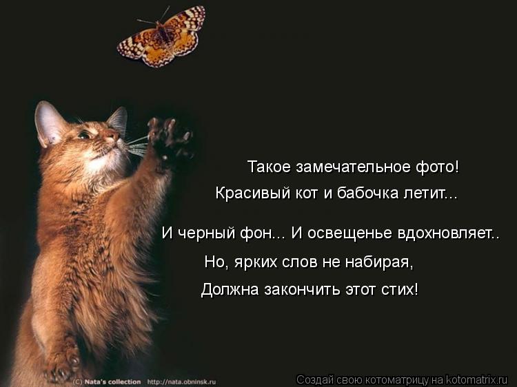 Котоматрица: Такое замечательное фото! Красивый кот и бабочка летит... И черный фон... И освещенье вдохновляет.. Но, ярких слов не набирая, Должна закончить