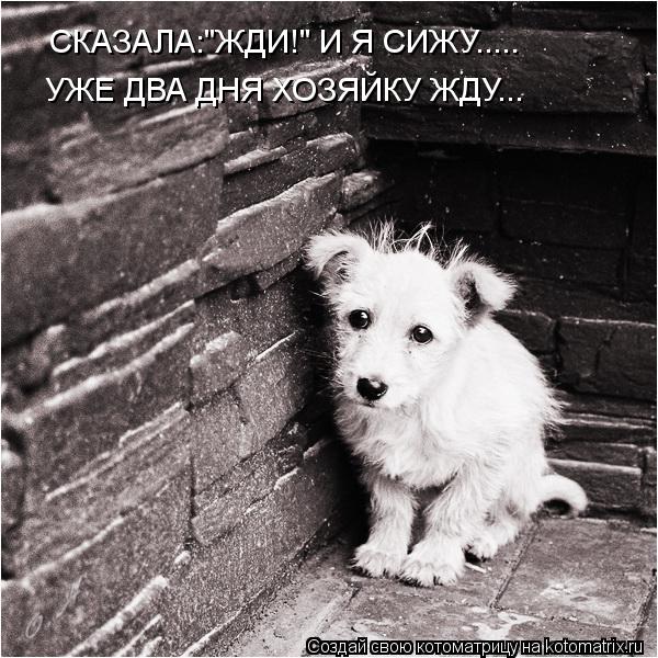 Котоматрица: СКАЗАЛА:"ЖДИ!" И Я СИЖУ..... УЖЕ ДВА ДНЯ ХОЗЯЙКУ ЖДУ...