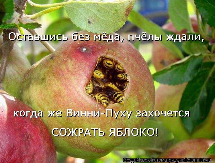 Котоматрица: Оставшись без мёда, пчёлы ждали, когда же Винни-Пуху захочется СОЖРАТЬ ЯБЛОКО!