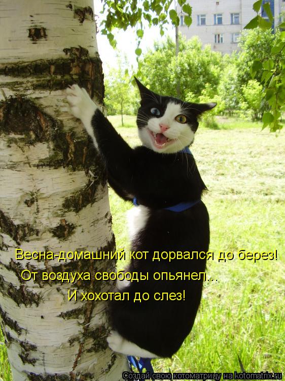 Котоматрица: Весна-домашний кот дорвался до берез! От воздуха свободы опьянел... И хохотал до слез!