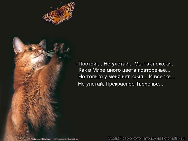 Котоматрица: - Постой!... Не улетай... Мы так похожи... Как в Мире много цвета повторенье... Но только у меня нет крыл... И всё же... Не улетай, Прекрасное Творень