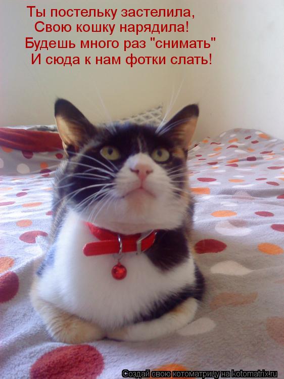 Котоматрица: Ты постельку застелила, Свою кошку нарядила! Будешь много раз "снимать" И сюда к нам фотки слать!