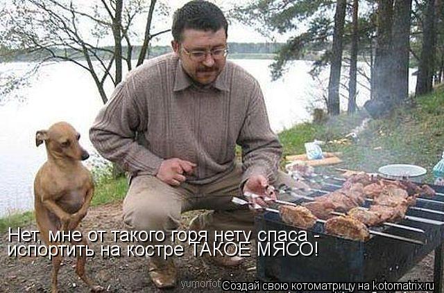 Котоматрица: Нет, мне от такого горя нету спаса -  испортить на костре ТАКОЕ МЯСО!