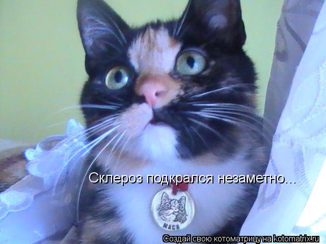 Котоматрица: Cклероз подкрался незаметно...