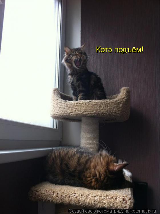 Котоматрица: Котэ подъём!