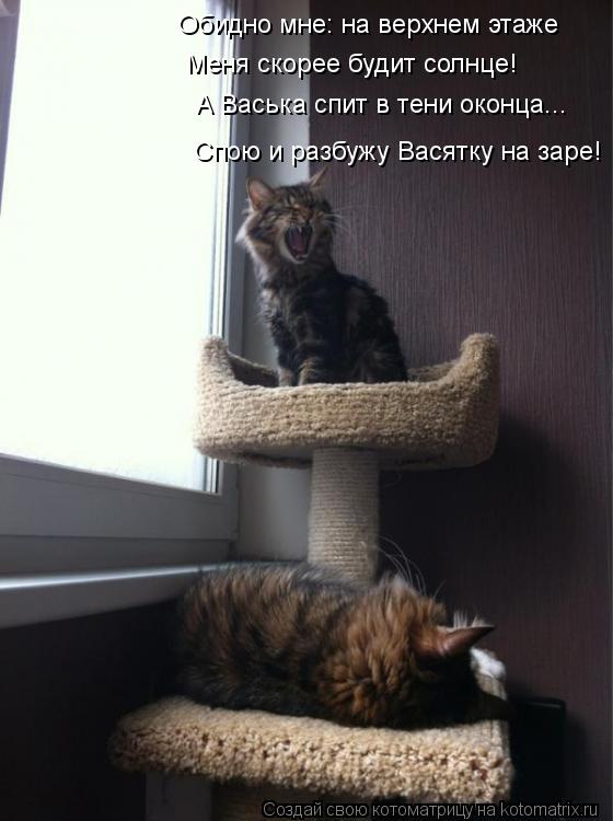 Котоматрица: Обидно мне: на верхнем этаже Меня скорее будит солнце! А Васька спит в тени оконца... Спою и разбужу Васятку на заре!