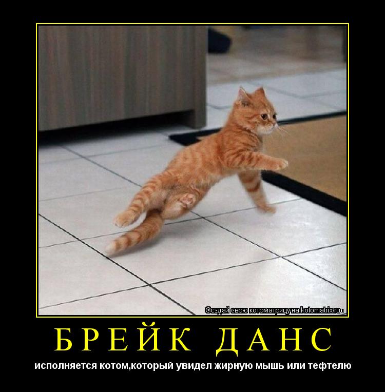 Котоматрица: брейк данс исполняется котом,который увидел жирную мышь или тефтелю
