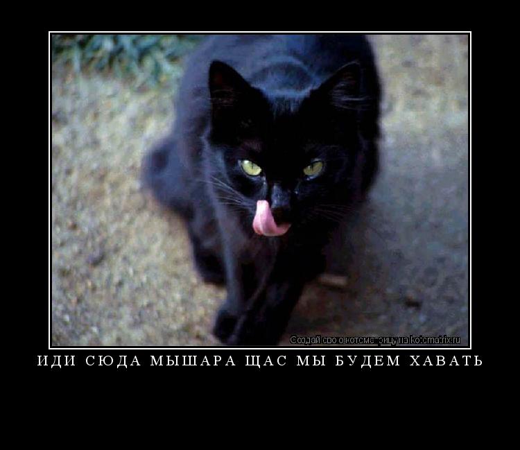 иди сюда мышара щас мы будем хавать ... Котоматрица: иди сюда мышара щас мы будем хавать