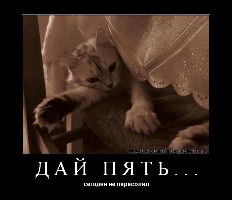 Котоматрица: дай пять... сегодня не пересолил