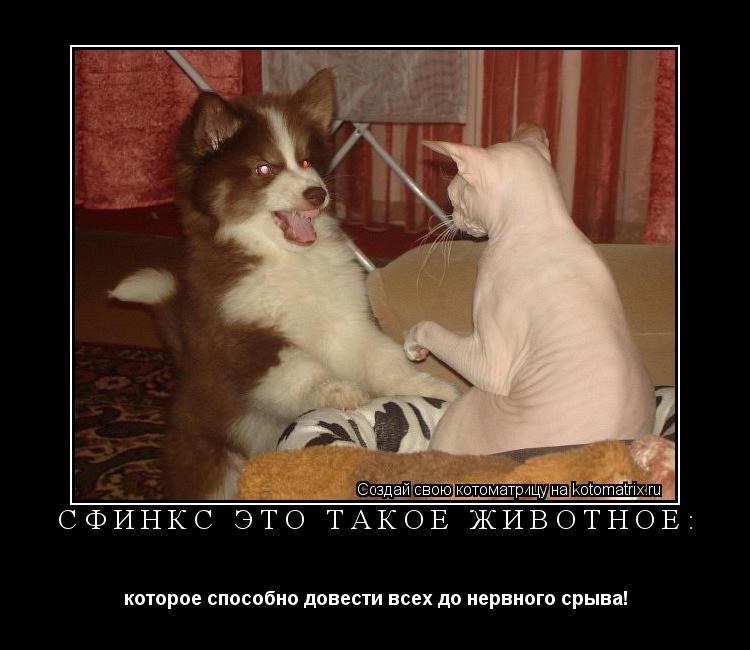 Сфинкс это такое животное: которое способно довести всех до нервного срыва!... Котоматрица: Сфинкс это такое животное: которое способно довести всех до нервного срыва!