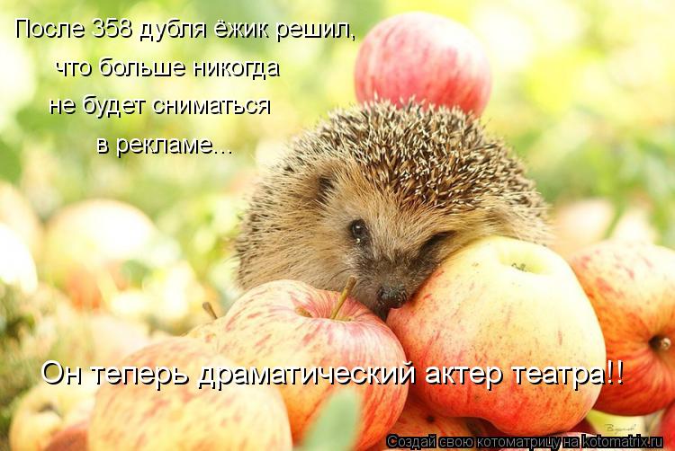 Котоматрица: не будет сниматься что больше никогда После 358 дубля ёжик решил, Он теперь драматический актер театра!!  в рекламе...