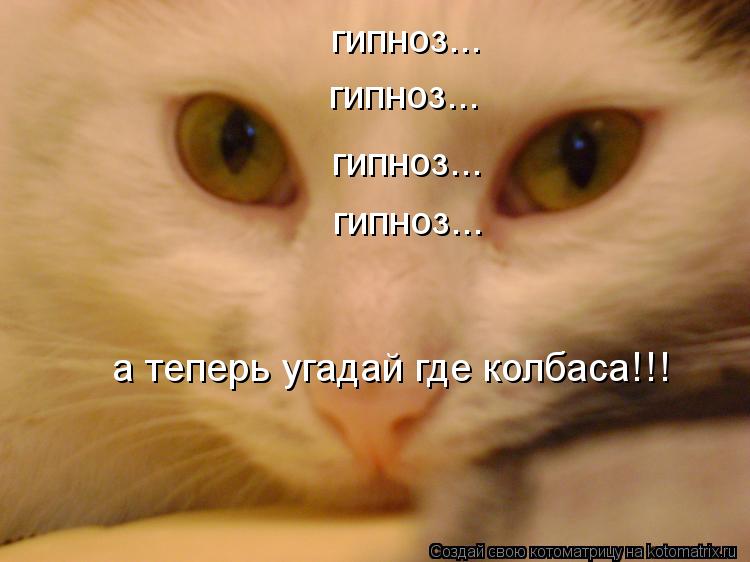 Котоматрица: гипноз... гипноз... гипноз... гипноз... а теперь угадай где колбаса!!!