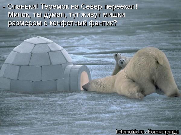 Котоматрица: - Опаньки! Теремок на Север переехал! Милок, ты думал, тут живут мишки  размером с конфетный фантик?