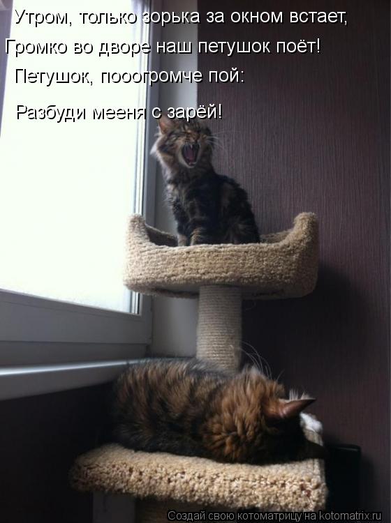 Утром, только зорька за окном встает, Громко во дворе наш петушок поёт! Петушок, пооогромче пой: Разб... Котоматрица: Утром, только зорька за окном встает, Громко во дворе наш петушок поёт! Петушок, пооогромче пой: Разбуди мееня с зарёй!