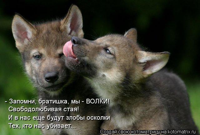 Котоматрица: - Запомни, братишка, мы - ВОЛКИ! Свободолюбивая стая! И в нас еще будут злобы осколки Тех, кто нас убивает...