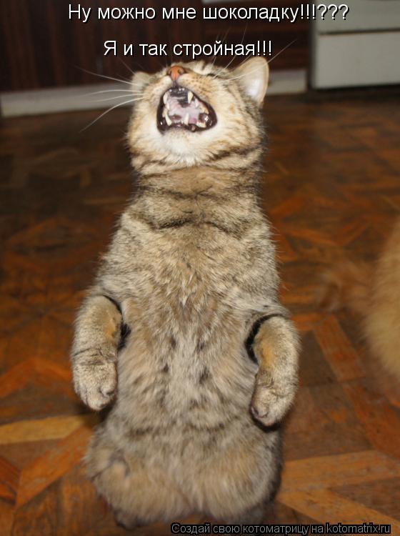 Я и так стройная!!! Ну можно мне шоколадку!!!???... Котоматрица: Я и так стройная!!! Ну можно мне шоколадку!!!???