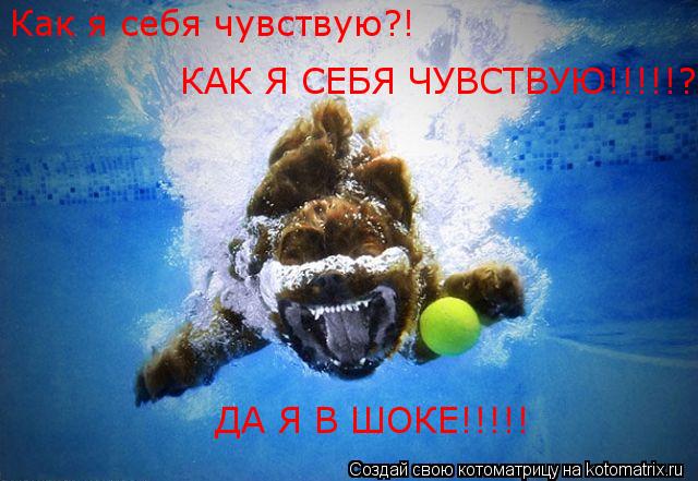 Как я себя чувствую?! КАК Я СЕБЯ ЧУВСТВУЮ!!!!!? ДА Я В ШОКЕ!!!!!... Котоматрица: Как я себя чувствую?! КАК Я СЕБЯ ЧУВСТВУЮ!!!!!? ДА Я В ШОКЕ!!!!!
