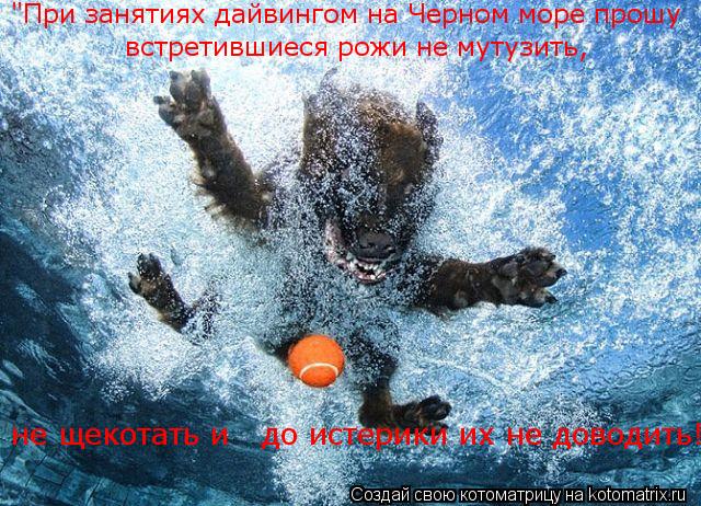 "При занятиях дайвингом на Черном море прошу встретившиеся рожи не мутузить, не щекотать и до ист... Котоматрица: "При занятиях дайвингом на Черном море прошу встретившиеся рожи не мутузить, не щекотать и до истерики их не доводить!"