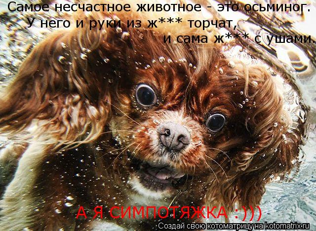 А Я СИМПОТЯЖКА :))) и сама ж*** с ушами. Самое несчастное животное - это осьминог. У него и руки из ... Котоматрица: А Я СИМПОТЯЖКА :))) и сама ж*** с ушами. Самое несчастное животное - это осьминог. У него и руки из ж*** торчат,