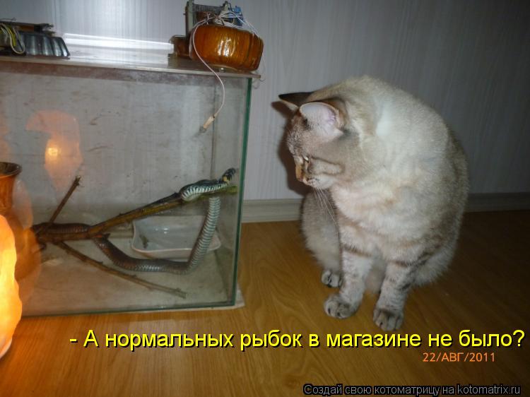 - А нормальных рыбок в магазине не было?... Котоматрица: - А нормальных рыбок в магазине не было?